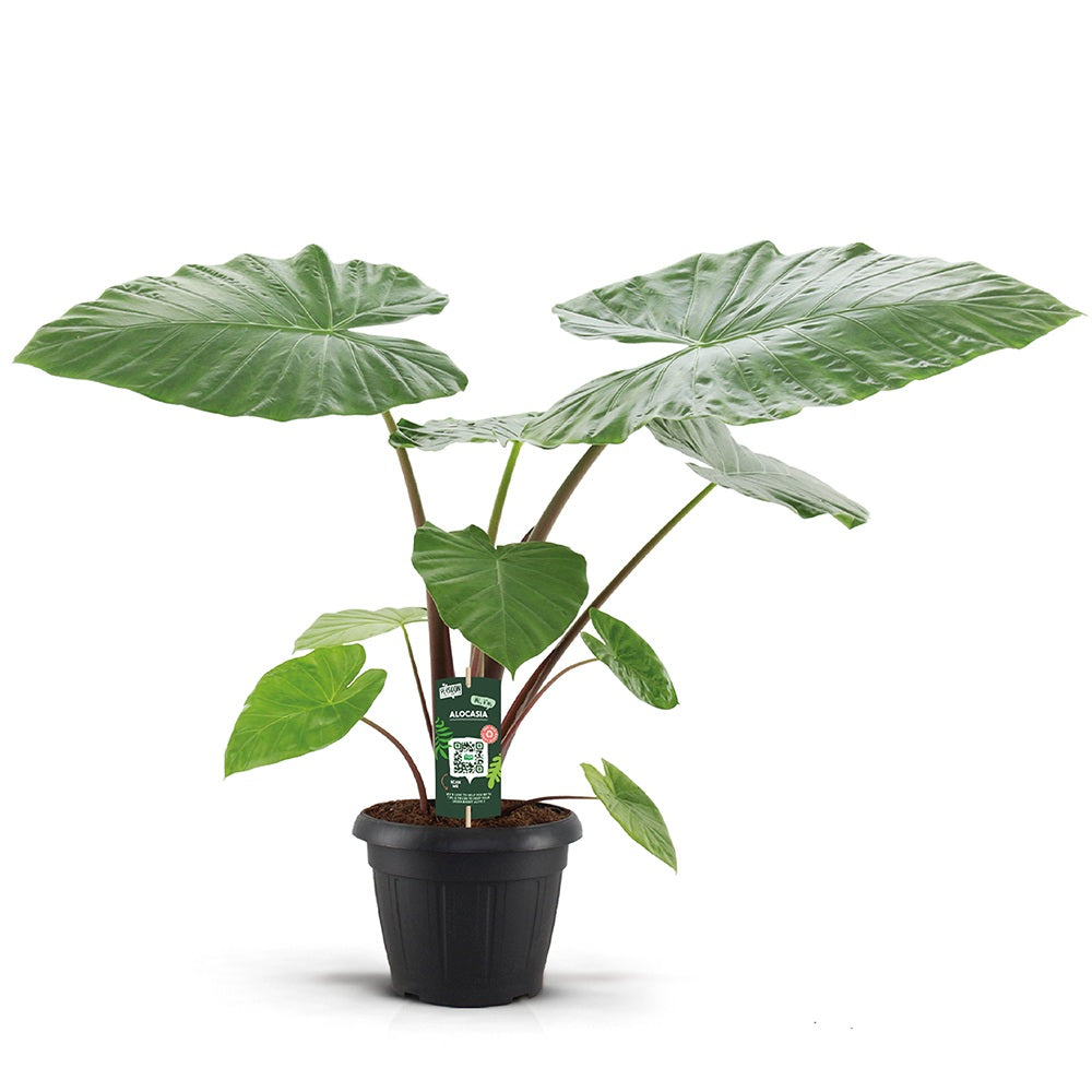 Urechea Elefantului (Alocasia) Imperial Red, 150 cm