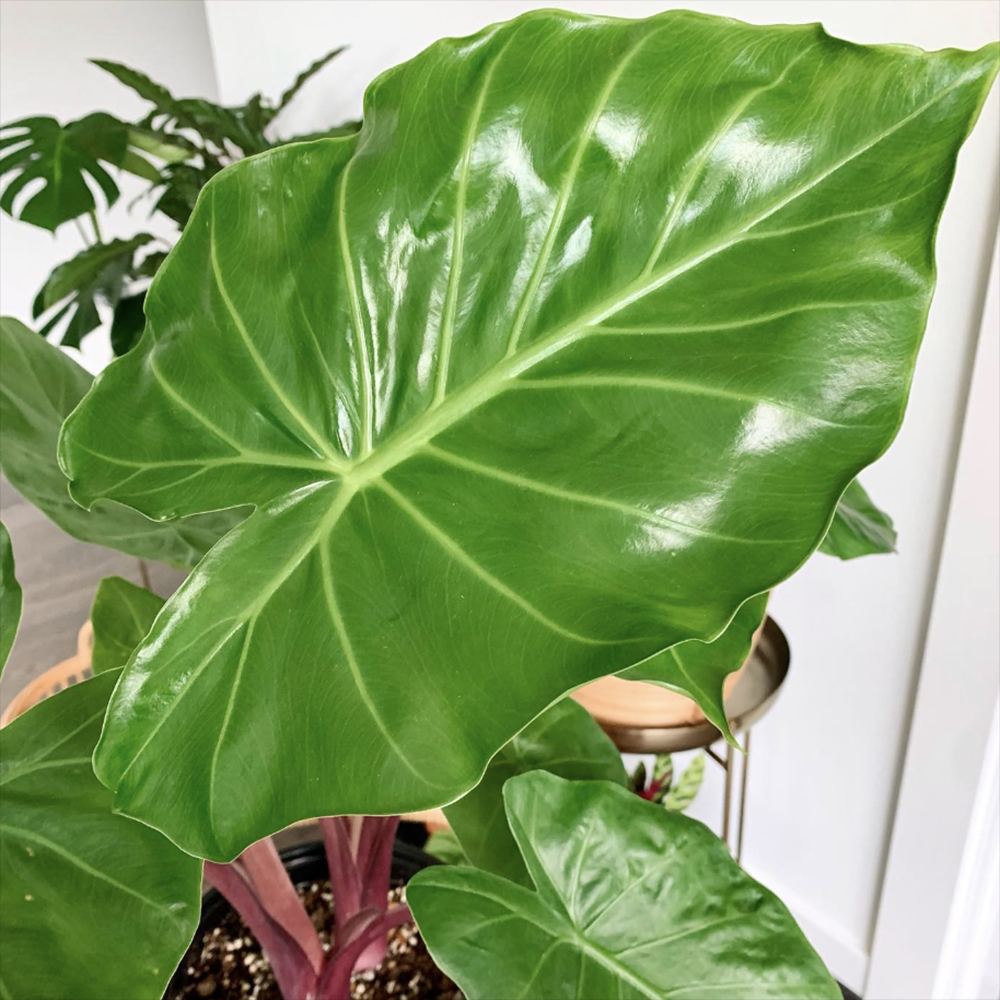 Urechea Elefantului (Alocasia) Imperial Red, Frunze mari cu nuante verzi si rosu bordo - 150 cm