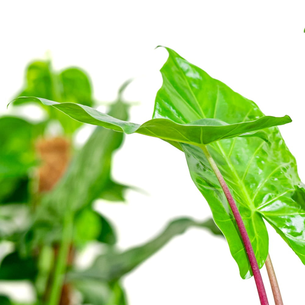 Urechea Elefantului (Alocasia) Imperial Red, 150 cm