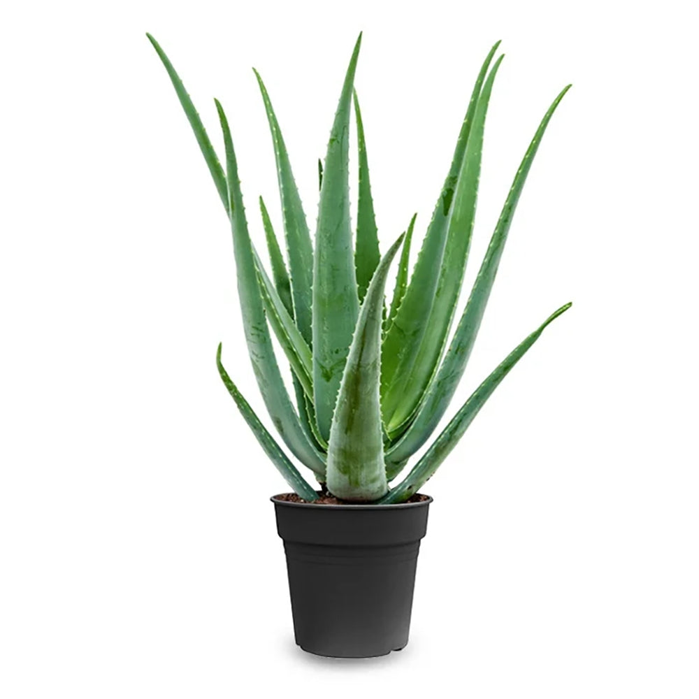 Aloe Vera planta in ghiveci, 55-65 cm, gel natural pentru piele, ingrijire si vindecare