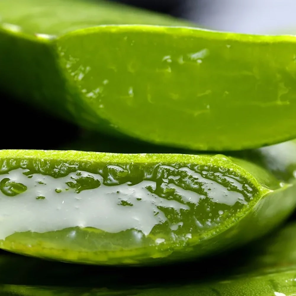 Aloe Vera Planta in Ghiveci – Gel Natural pentru Piele, Ingrijire si Vindecare - 30 cm
