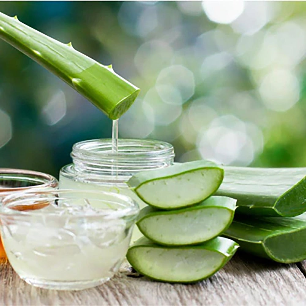 Aloe Vera Planta in Ghiveci – Gel Natural pentru Piele, Ingrijire si Vindecare - 80 cm