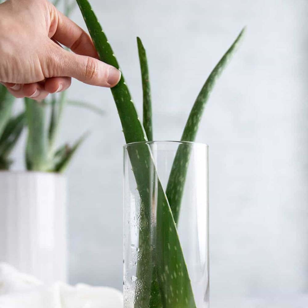 Aloe Vera Planta in Ghiveci – Gel Natural pentru Piele, Ingrijire si Vindecare - 30 cm