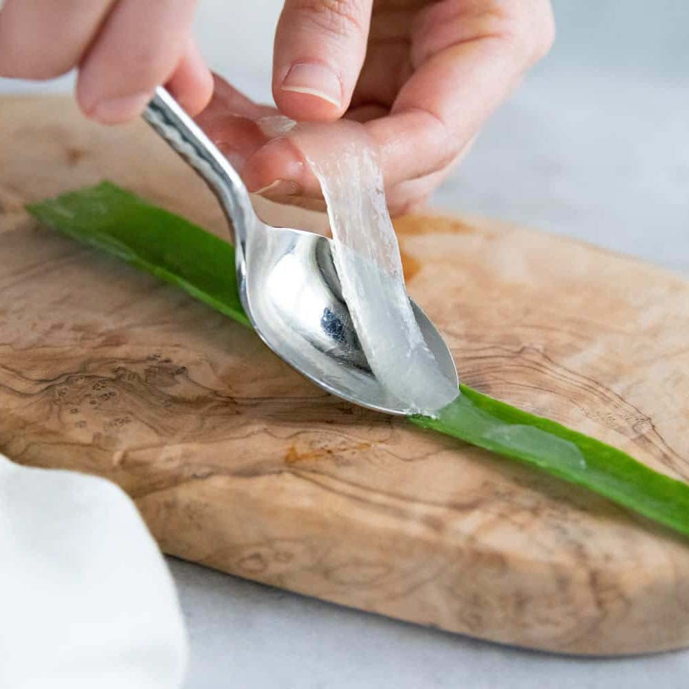 Aloe Vera Planta in Ghiveci – Gel Natural pentru Piele, Ingrijire si Vindecare - 80 cm