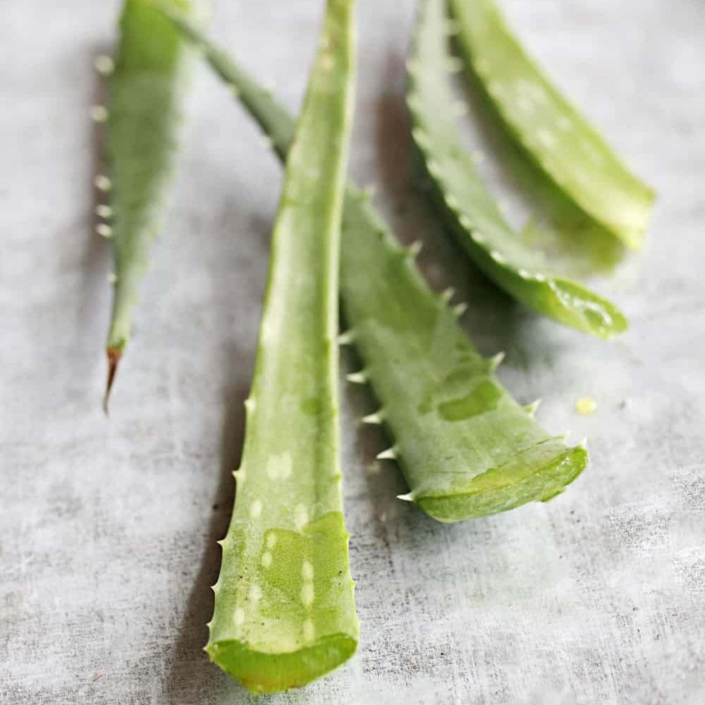 Aloe Vera Planta in Ghiveci – Gel Natural pentru Piele, Ingrijire si Vindecare - 80 cm