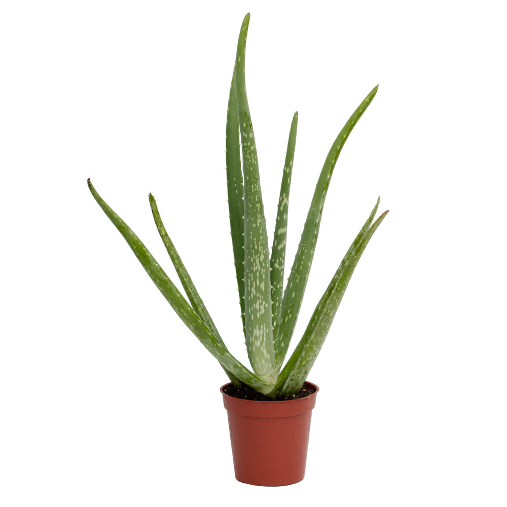 Aloe Vera Planta in Ghiveci, 45 cm, Gel Natural pentru Piele, Ingrijire si Vindecare