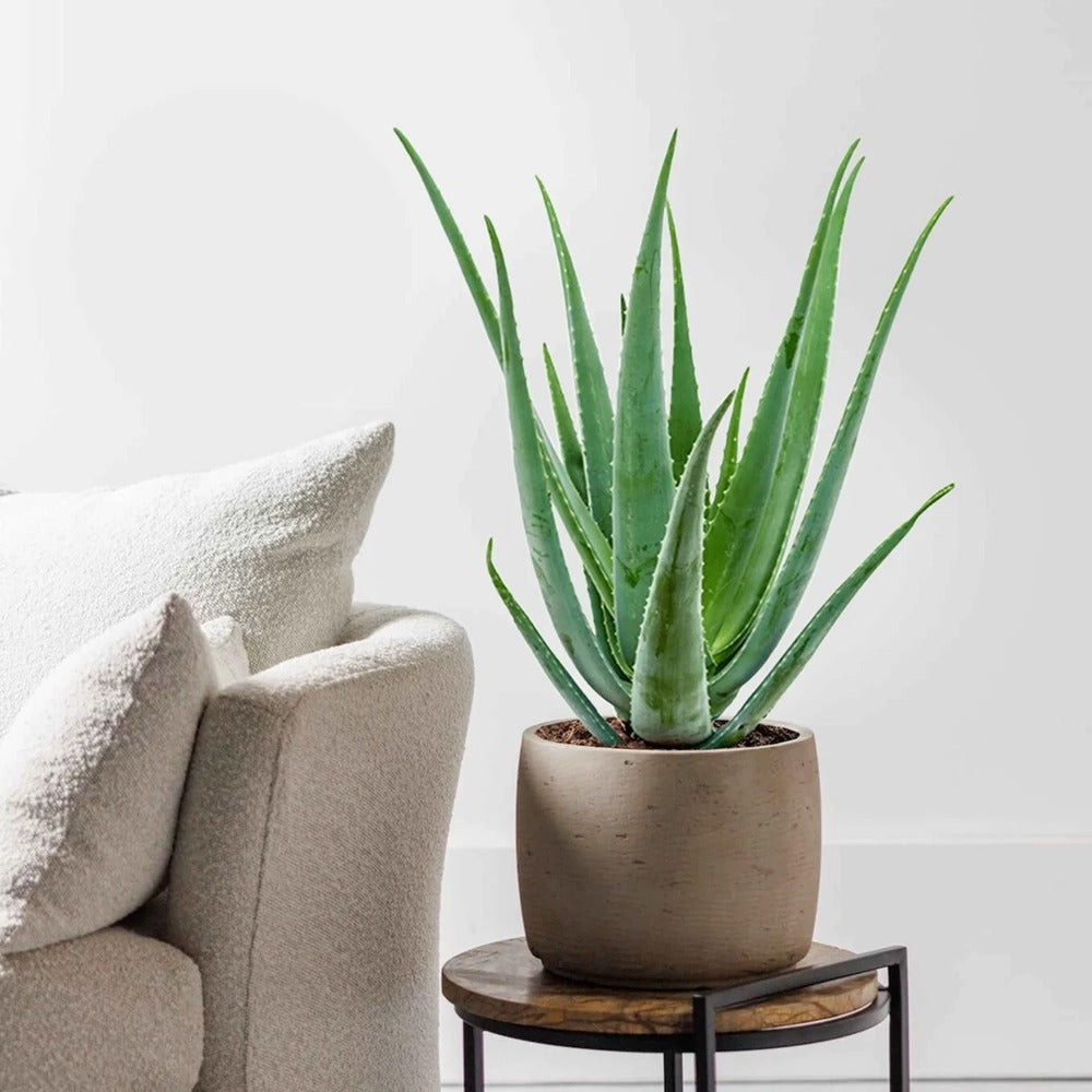 Aloe Vera planta in ghiveci, 55-65 cm, gel natural pentru piele, ingrijire si vindecare