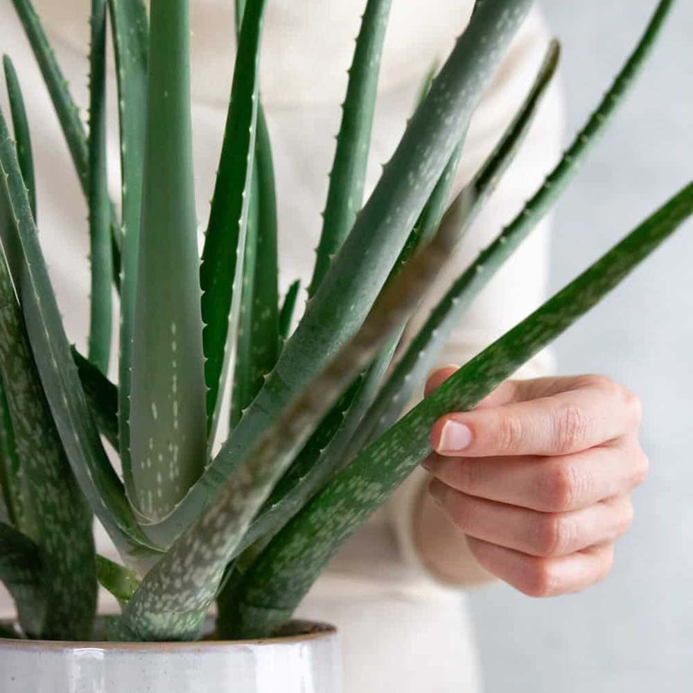 Aloe Vera Planta in Ghiveci – Gel Natural pentru Piele, Ingrijire si Vindecare - 30 cm
