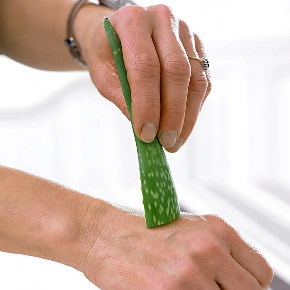 Aloe Vera planta in ghiveci, 55-65 cm, gel natural pentru piele, ingrijire si vindecare