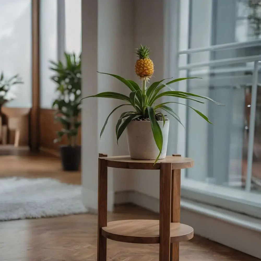 Ananas Tropical cu Fruct Mi Amigo, 40 cm, planta exotica decorativa, usor de ingrijit