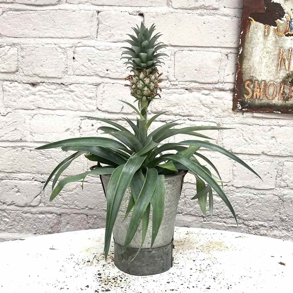 Ananas Tropical cu Fruct Mi Amigo, 40 cm, planta exotica decorativa, usor de ingrijit