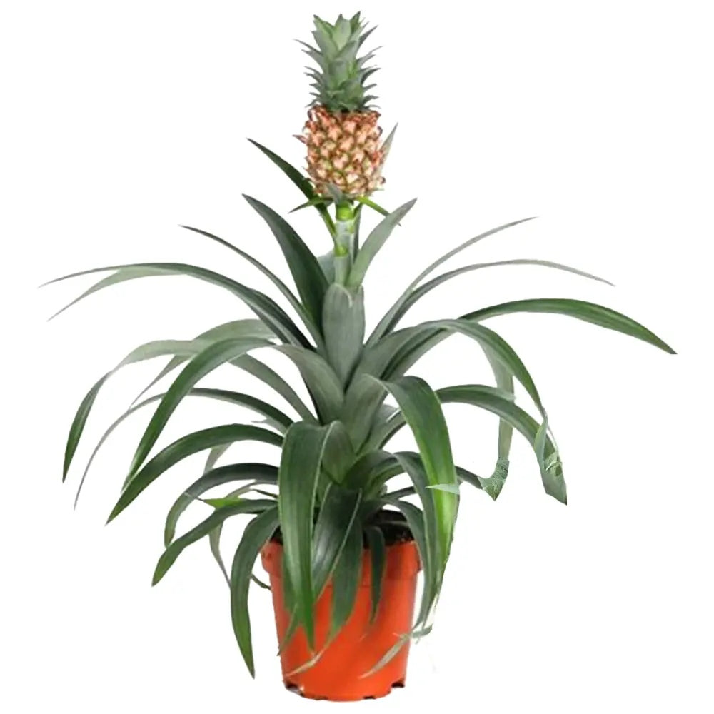 Ananas Tropical cu Fruct Mi Amigo, 40 cm, planta exotica decorativa, usor de ingrijit