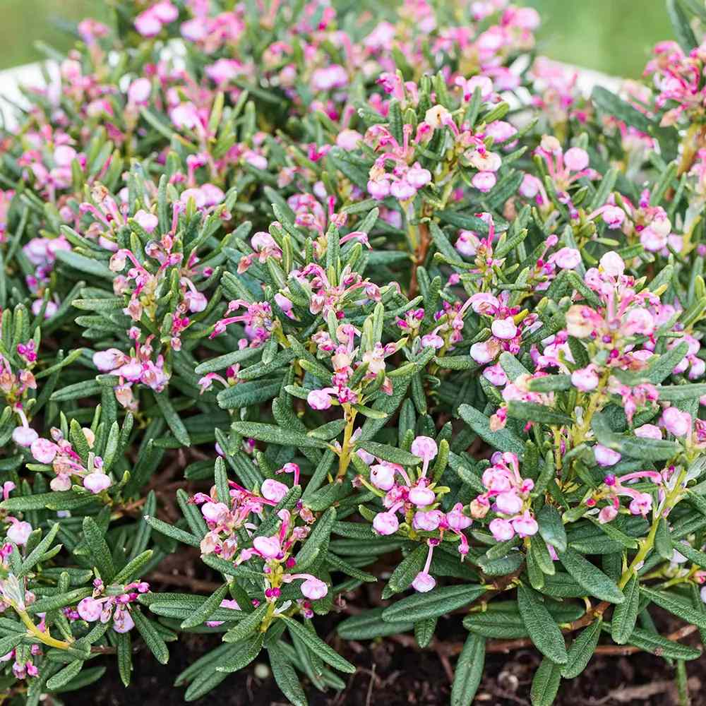 Andromeda polifolia Compacta, arbust vesnic verde pitic, flori roz, pentru sol acid, turbarii si semiumbra