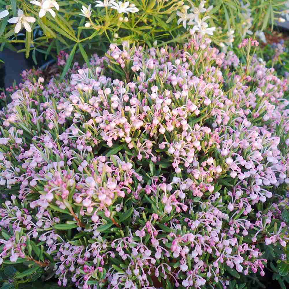 Andromeda polifolia Compacta, arbust vesnic verde pitic, flori roz, pentru sol acid, turbarii si semiumbra