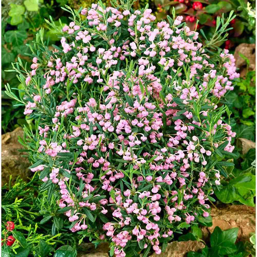Andromeda polifolia Compacta, arbust vesnic verde pitic, flori roz, pentru sol acid, turbarii si semiumbra