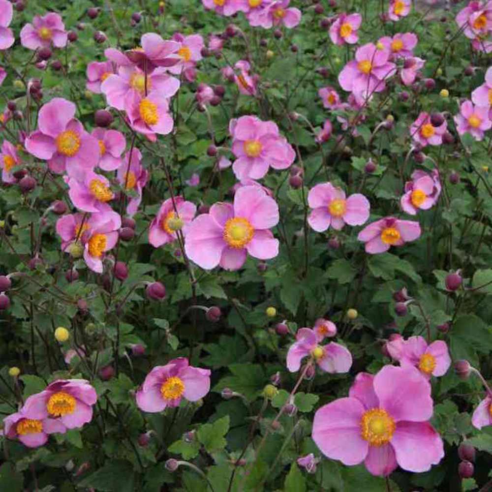 Anemone Japoneza Praecox, perena, flori roz, inflorire toamna, creste rapida