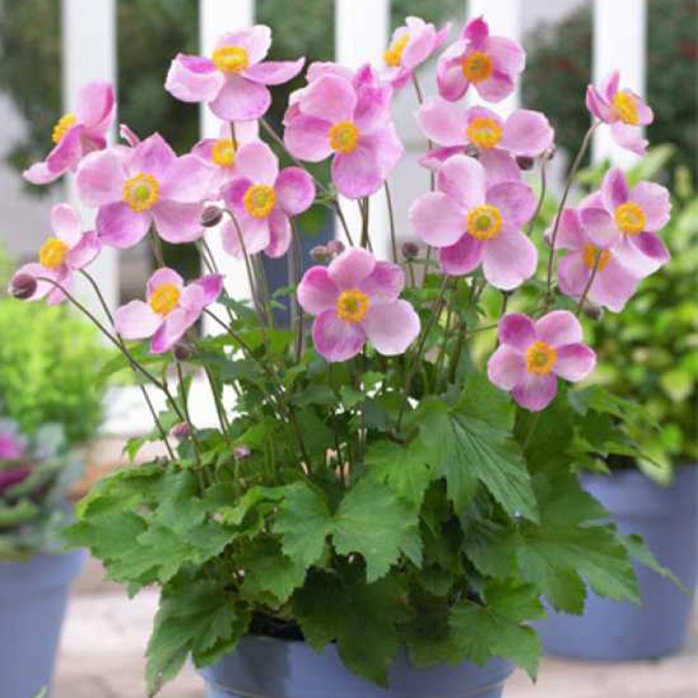 Anemone Japoneza Praecox, perena, flori roz, inflorire toamna, creste rapida