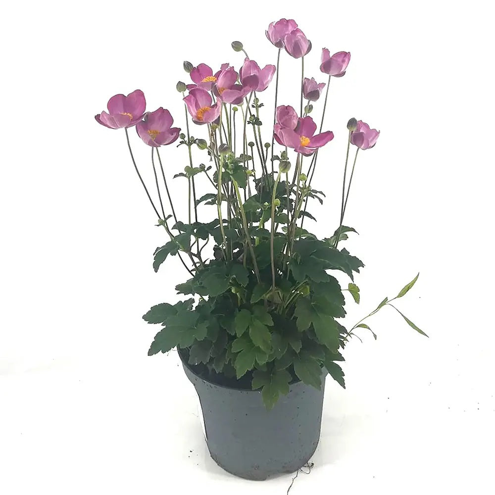 Anemone Japoneza Praecox, perena, flori roz, inflorire toamna, creste rapida