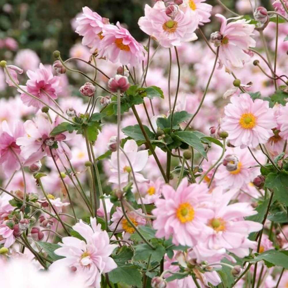 Anemone hybrida Koenigin Charlotte, floarea toamnei roz pal, taratoare, crestere rapida