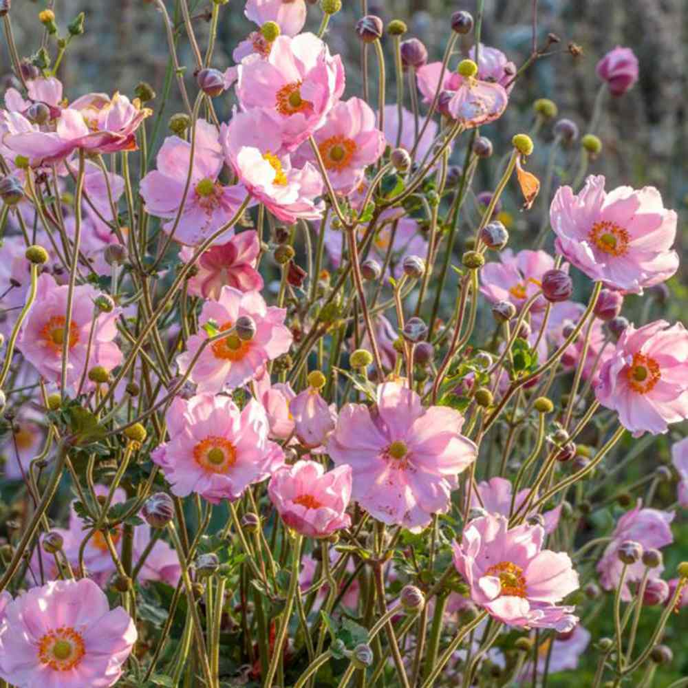 Anemone hybrida Koenigin Charlotte, floarea toamnei roz pal, taratoare, crestere rapida