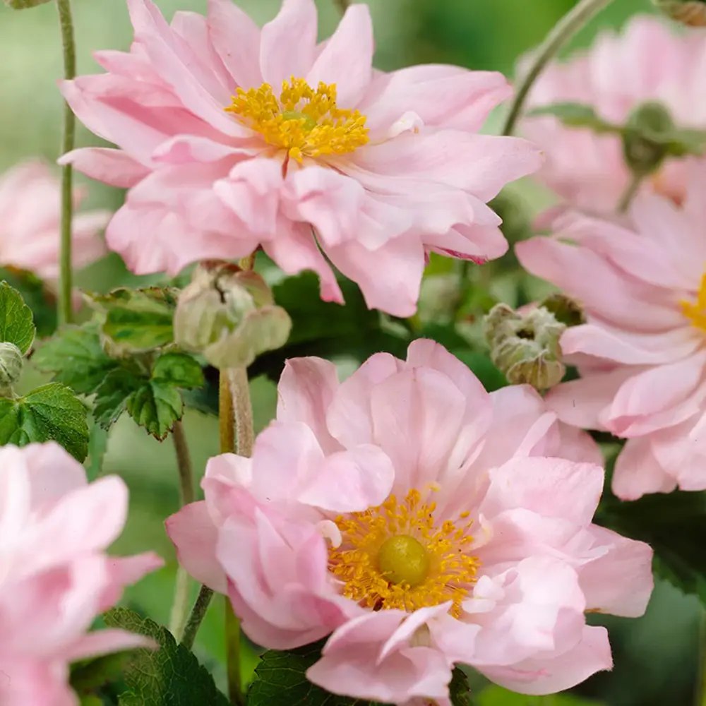 Anemone hybrida Koenigin Charlotte, floarea toamnei roz pal, taratoare, crestere rapida