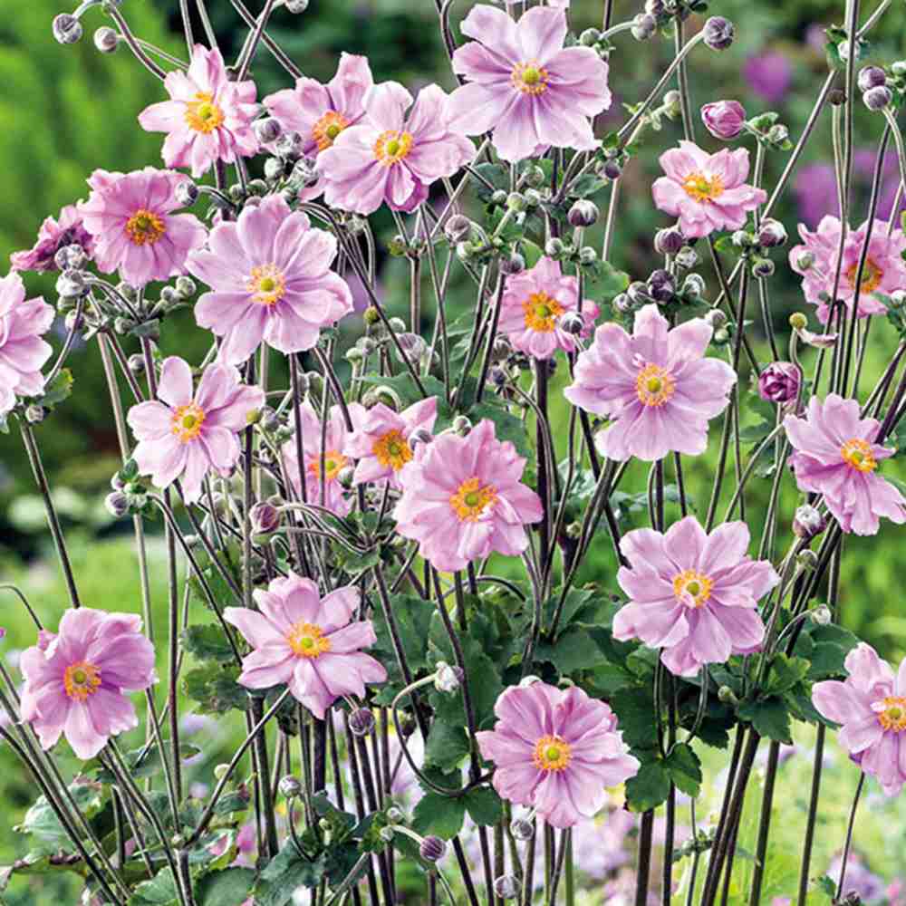 Anemone hybrida Koenigin Charlotte, floarea toamnei roz pal, taratoare, crestere rapida