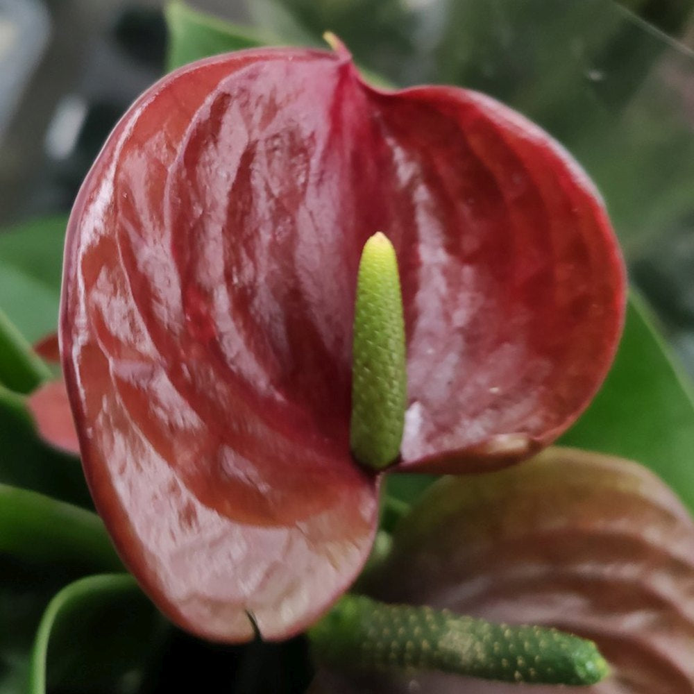 Floarea Flamingo Anthurium Adios Chocolate, 50 cm, planta interior cu flori maro ciocolatiu lucioase in forma de inima