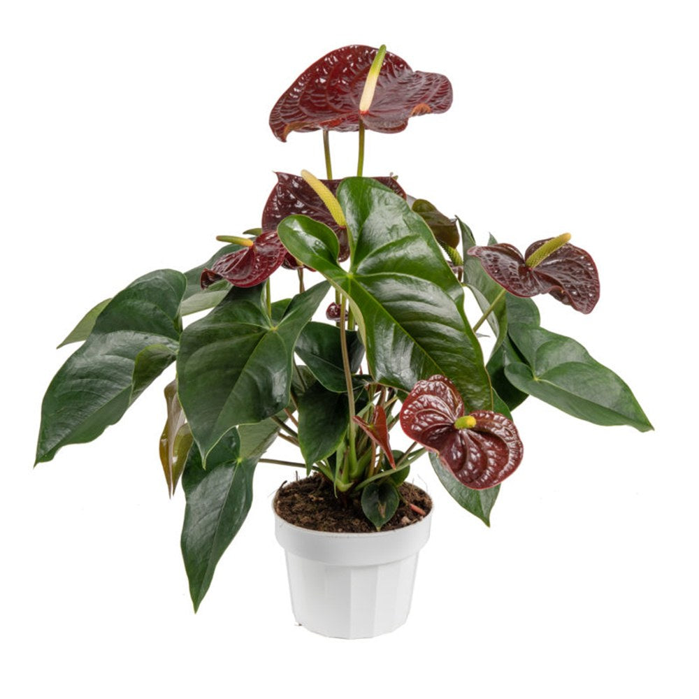 Floarea Flamingo Anthurium Adios Chocolate, 50 cm, planta interior cu flori maro ciocolatiu lucioase in forma de inima