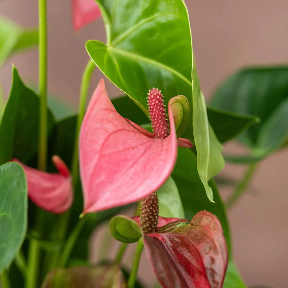 Floarea Flamingo Anthurium Karma Joli, flori roz intens, frunze in forma de inima