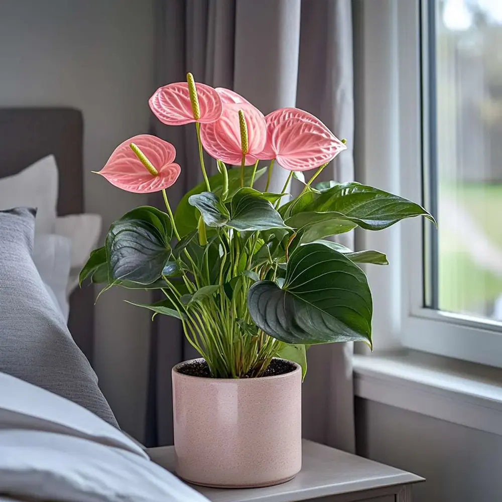Floarea Flamingo Anthurium Karma Joli, flori roz intens, frunze in forma de inima