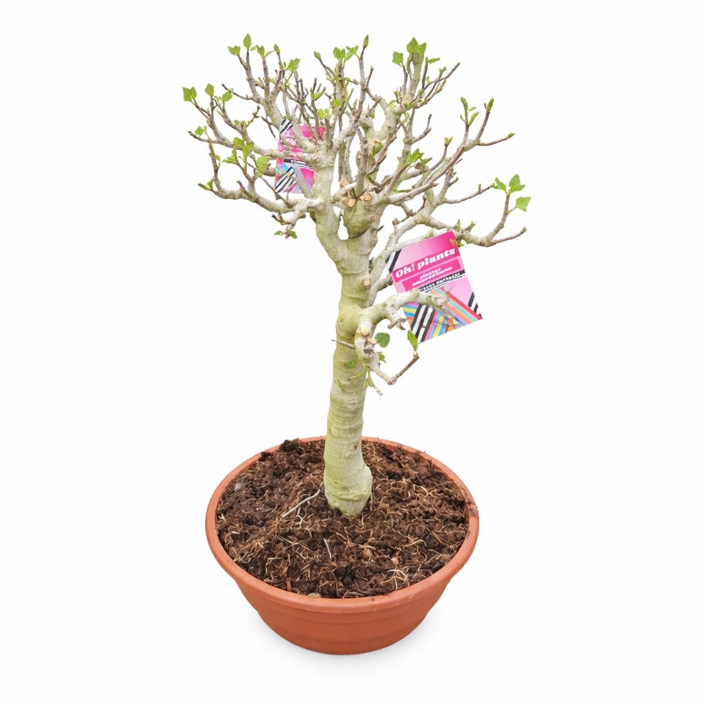 Smochin Batran Copac Bonsai, (Ficus Carica), an 8 pe rod, cu fructe dulci negre