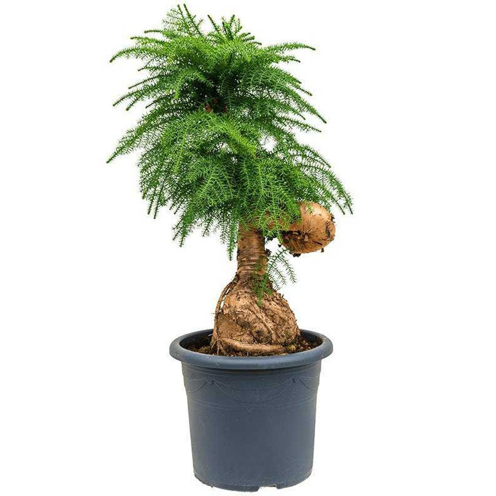 Araucaria Cunninghamii Bonsai, 40 cm, eleganta unui conifer tropical in miniatura