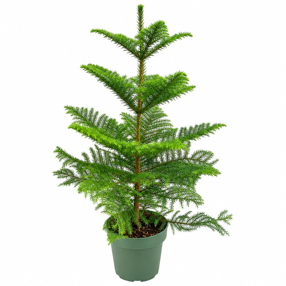 Brad de Camera Norfolk (Araucaria Heterophylla), 130 cm, cadou decorativ de interior, vesnic verde, usor de ingrijit, perfect pentru verandele luminoase si neincalzite
