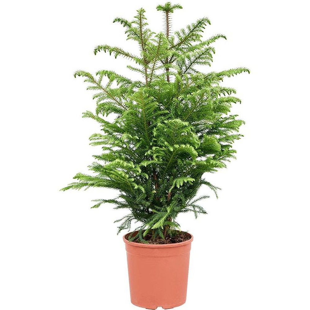 Brad de Camera Norfolk (Araucaria Heterophylla), 60-70 cm, decorativ de interior, vesnic verde, usor de ingrijit, perfect pentru verandele luminoase si neincalzite
