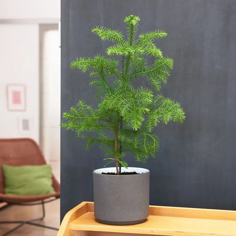 Brad de Camera Norfolk (Araucaria Heterophylla), 35 cm, decorativ de interior, vesnic verde, usor de ingrijit, perfect pentru verandele luminoase si neincalzite