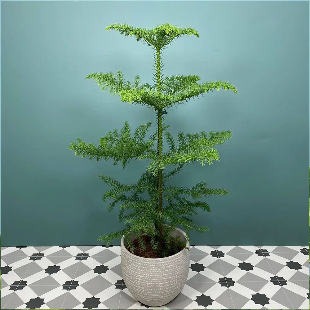 Brad de Camera Norfolk (Araucaria Heterophylla), 35 cm, decorativ de interior, vesnic verde, usor de ingrijit, perfect pentru verandele luminoase si neincalzite