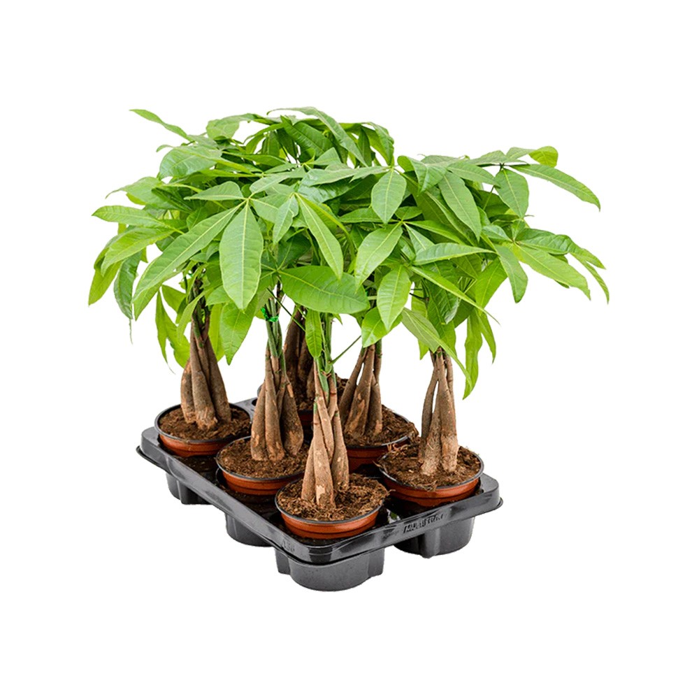 Arborele Banilor (Pachira Aquatica), cu tulpina Impletita, planta de interior norocoasa, purificatoare de aer - 45 cm