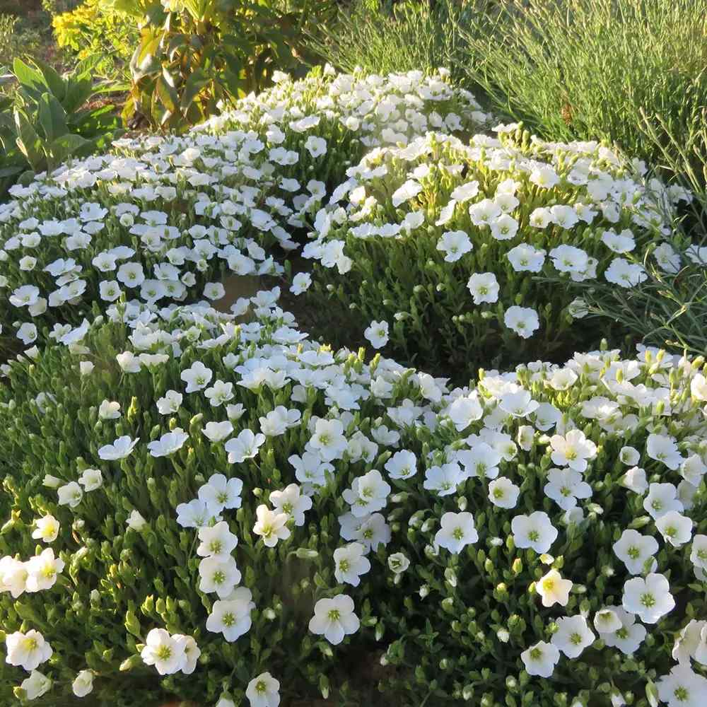 Arenaria montana planta perena taratoare, decorativa cu flori albe rezistenta la frig