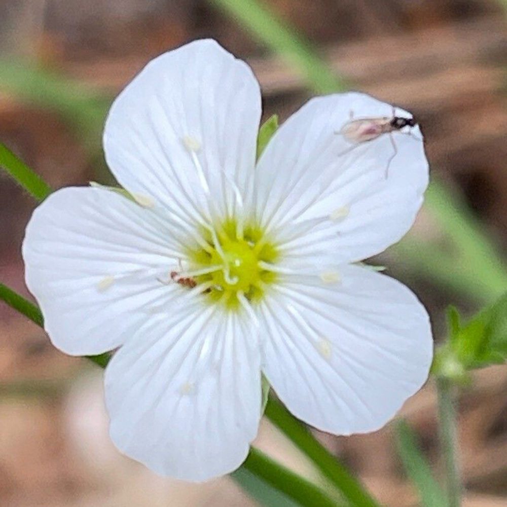 Arenaria montana planta perena taratoare, decorativa cu flori albe rezistenta la frig