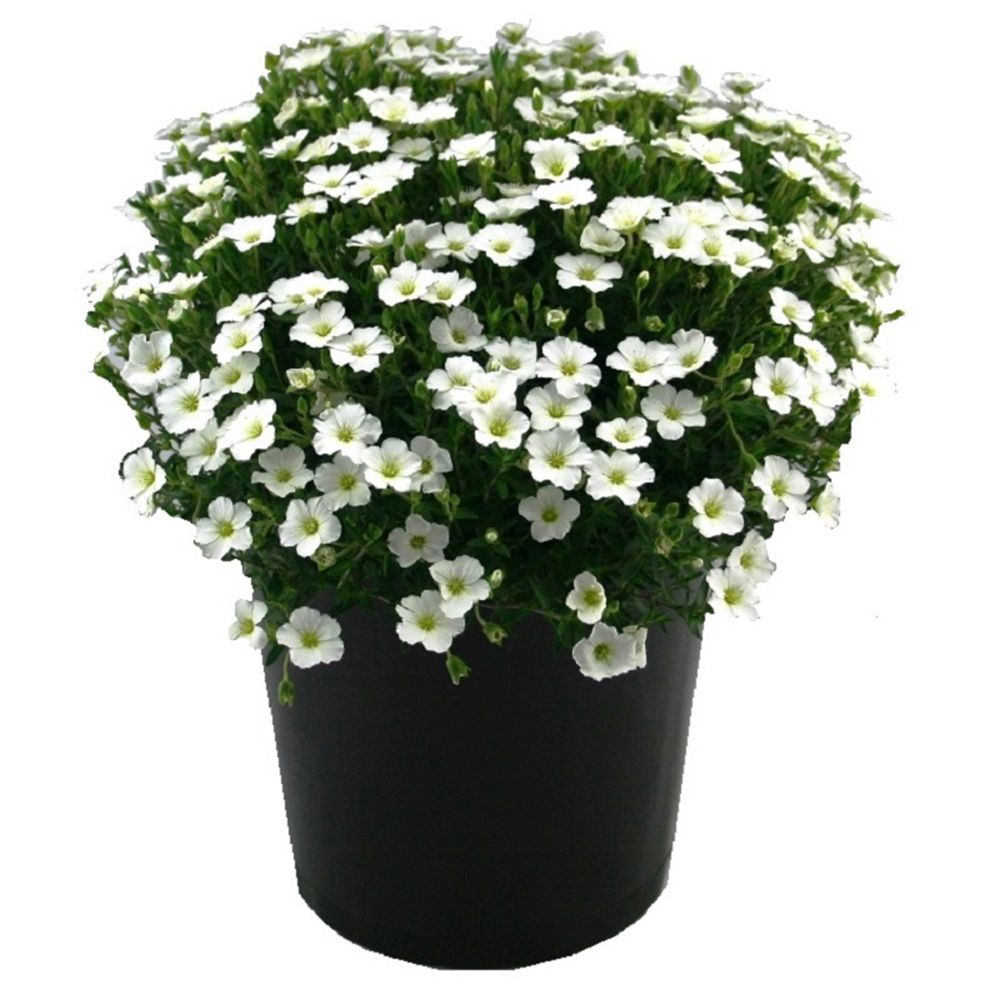 Arenaria montana planta perena taratoare, decorativa cu flori albe rezistenta la frig