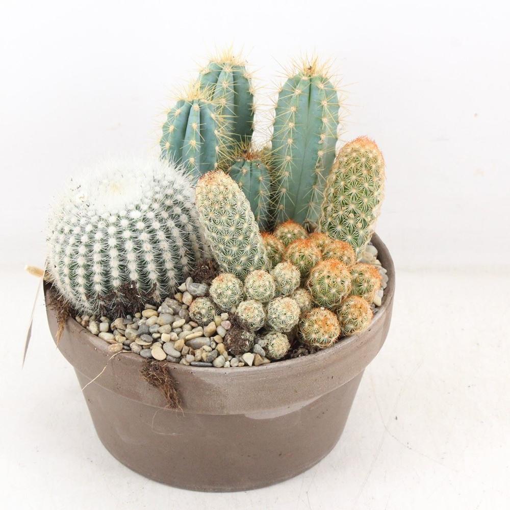 Aranjament Cactusi XXL giveci din lut gri, decor exotic de interior, cadou corporate sau cadou pentru cei dragi