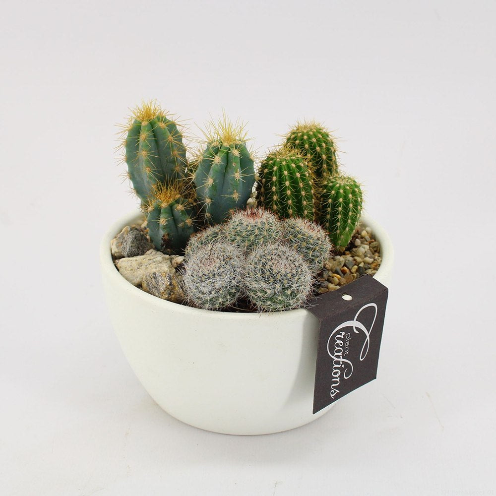 Aranjament Cactusi cu Ghiveci Alb, decor exotic de interior, cadou corporate sau cadou pentru cei dragi