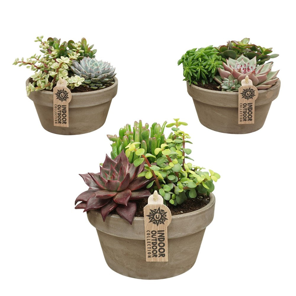 Aranjament suculente, plante de interior rezistente, la ghiveci, de decor casa, cadou pentru cei dragi, cadou corporate