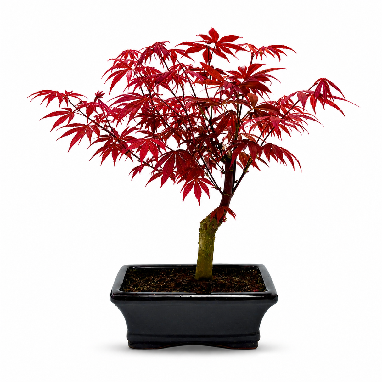 Aranjament Bonsai Zen cu Artar Japonez Atropurpureum, 35 cm, bonsai mini copac , cadou perfect