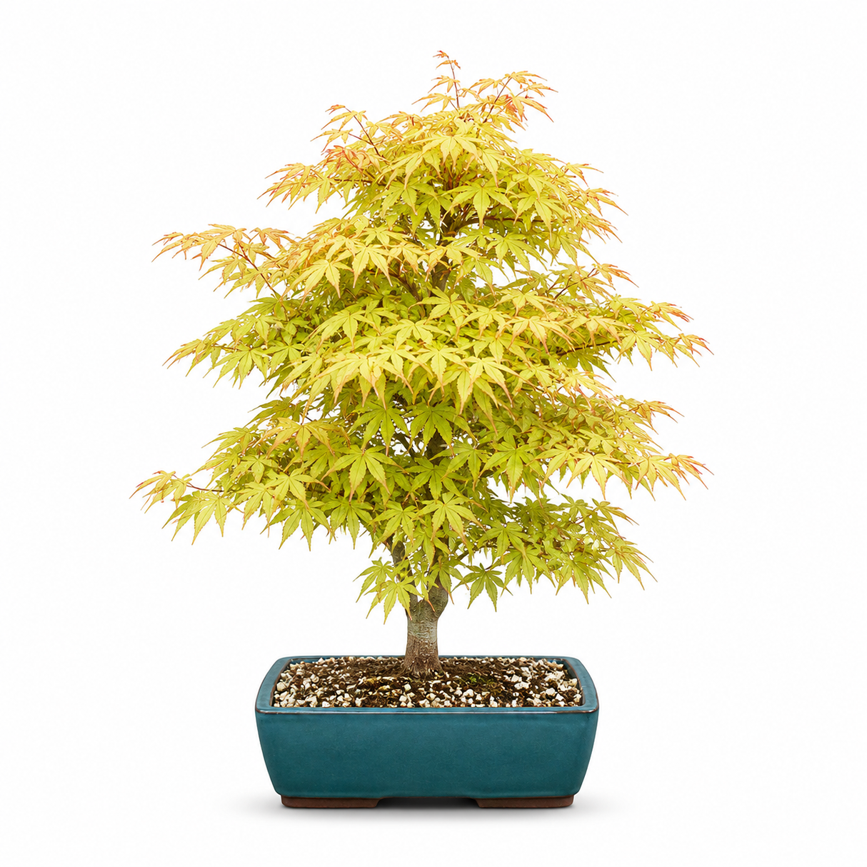 Aranjament Bonsai cu Artar Japonez Pitic Katsura, cu frunzis portocaliu-caramel toamna, joc de culori