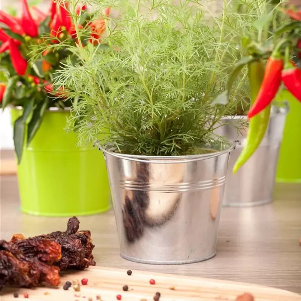 Pelin Dulce de Mare (Artemisia abrotanum), planta maritima, aromatica, medicinala, decorativa cu frunze parfumate