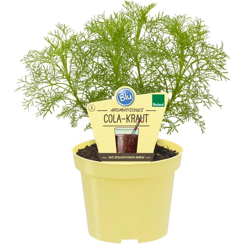 Pelin Dulce de Mare (Artemisia abrotanum), planta maritima, aromatica, medicinala, decorativa cu frunze parfumate