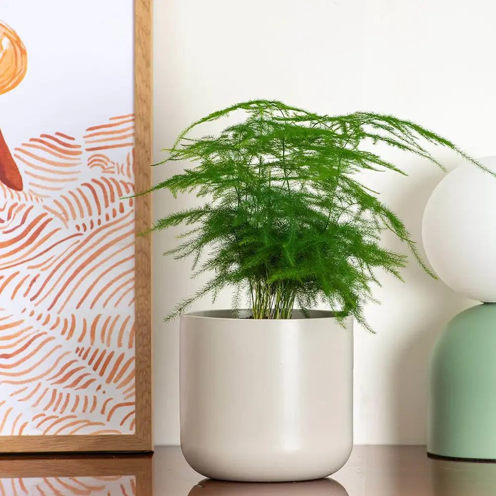 Asparagus Setaceus Plumosus (Umbra Iepurelui) - 35 cm