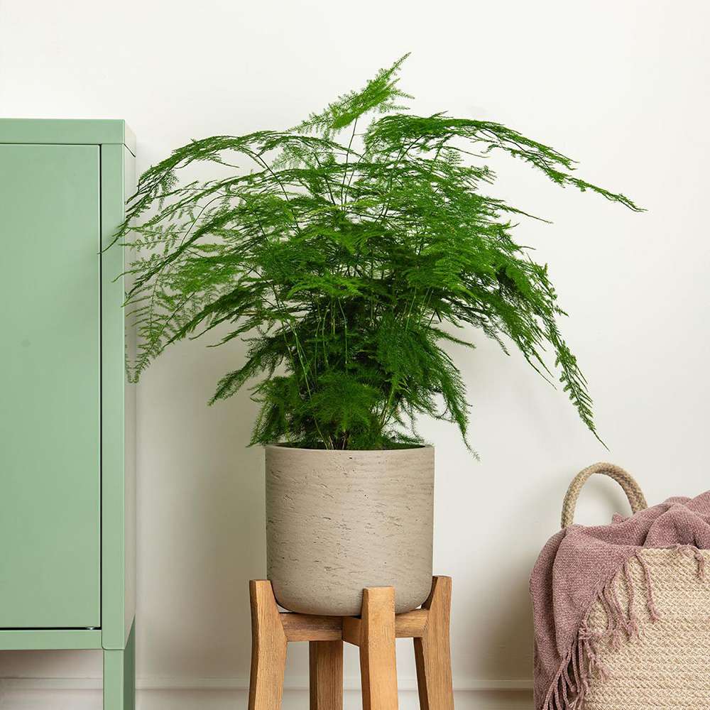 Asparagus Setaceus Plumosus (Umbra Iepurelui) - 35 cm