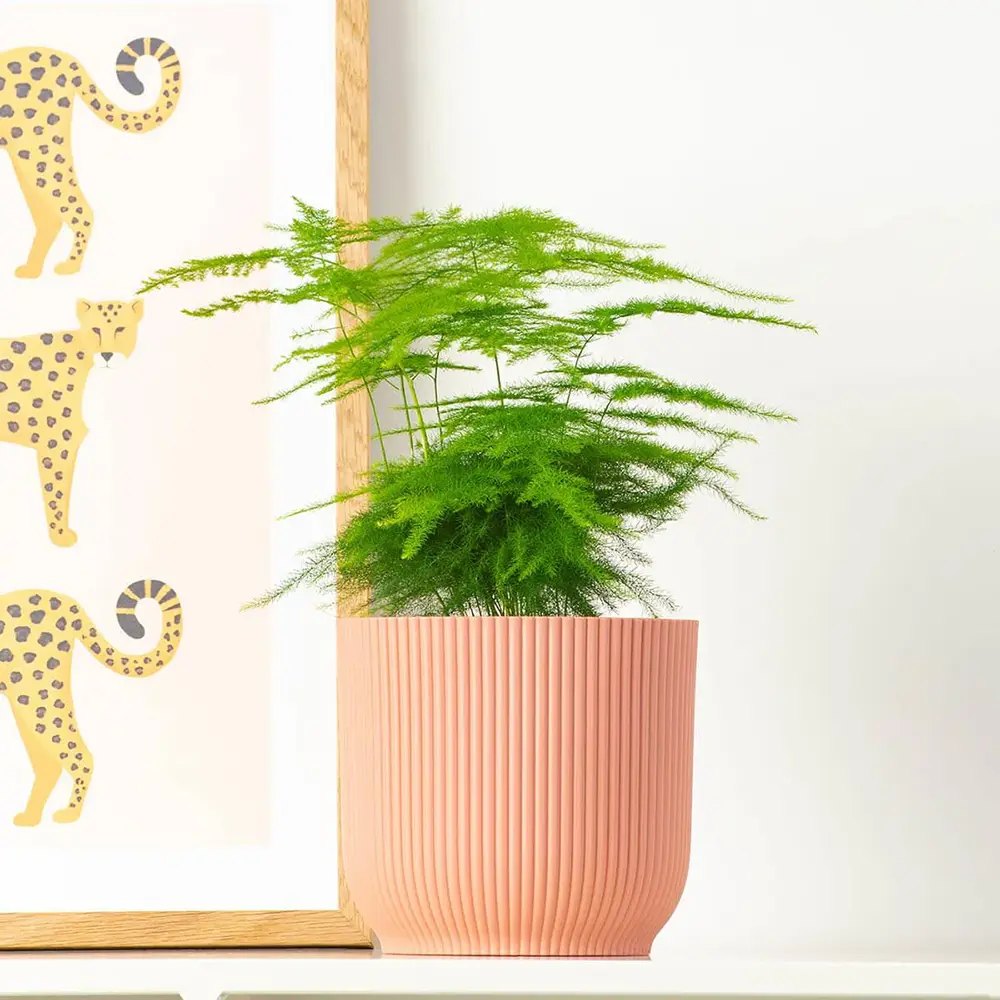 Asparagus Setaceus Plumosus (Umbra Iepurelui) - 35 cm